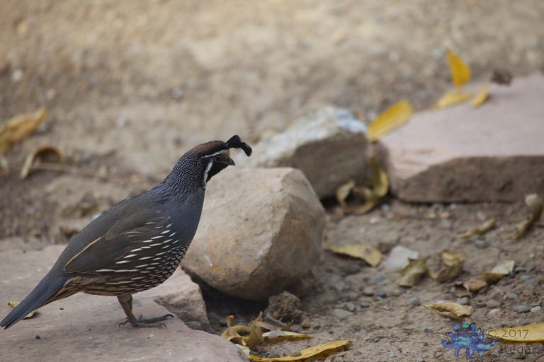 California Quail