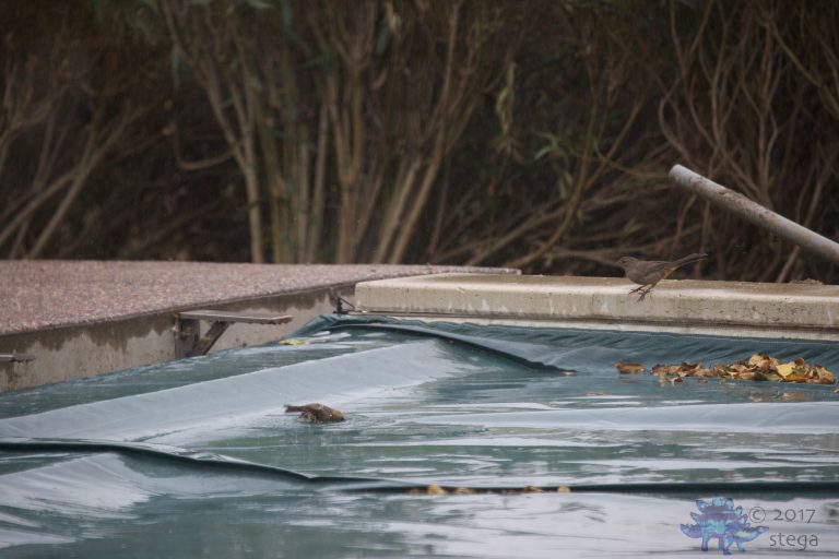 Outside:  California Towhees bathing