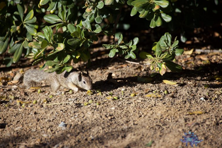 Ground Squirrel