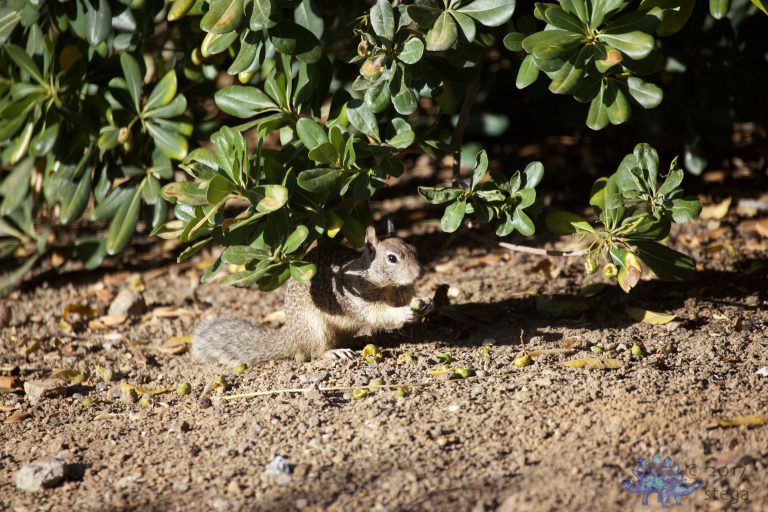 Ground Squirrel