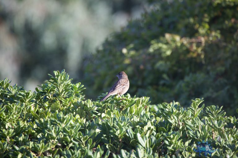 Gold-Crowned Sparrow