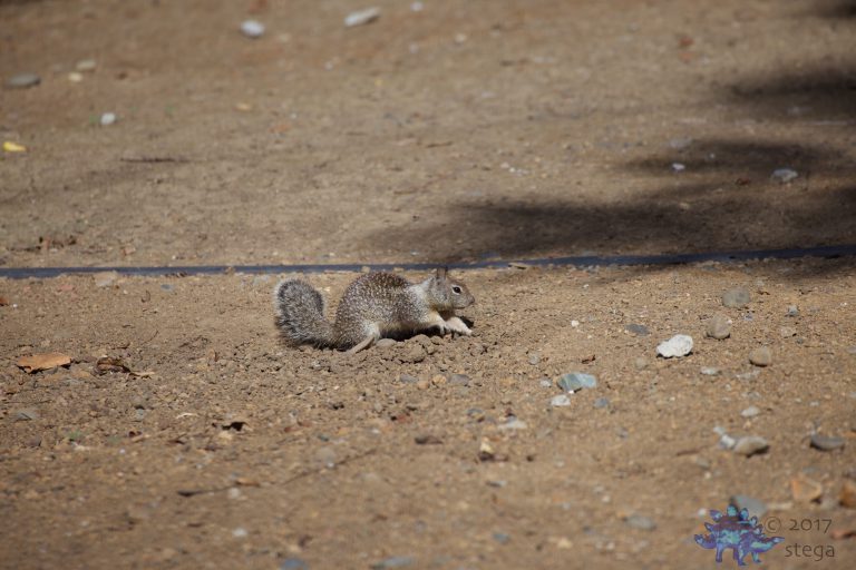 Squirrel