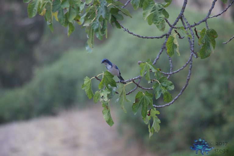 California Scrub Jay Week