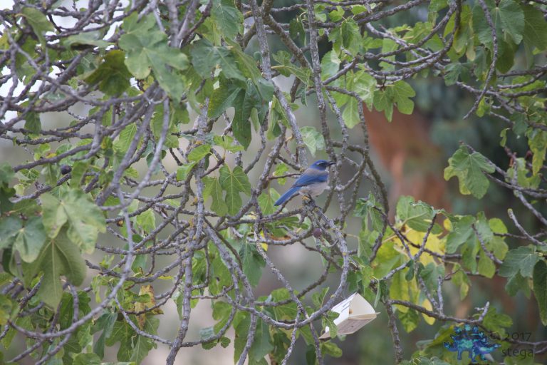 California Scrub Jay Week