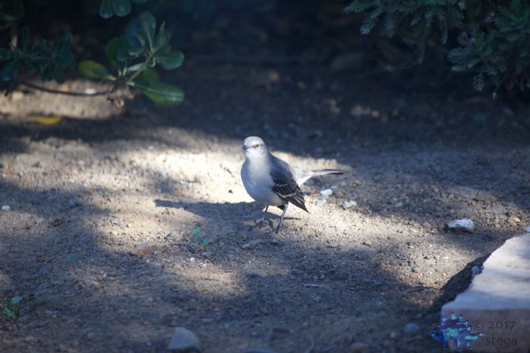 Northern Mockingbird
