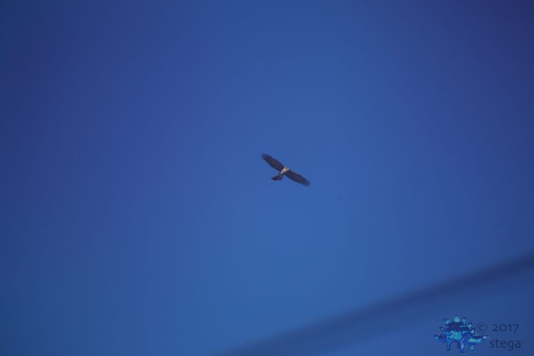 Outside:  American Kestrel