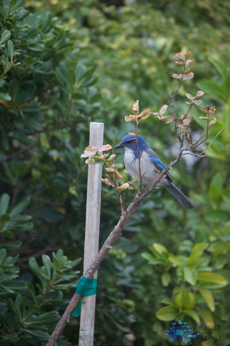 California Scrub Jay Week