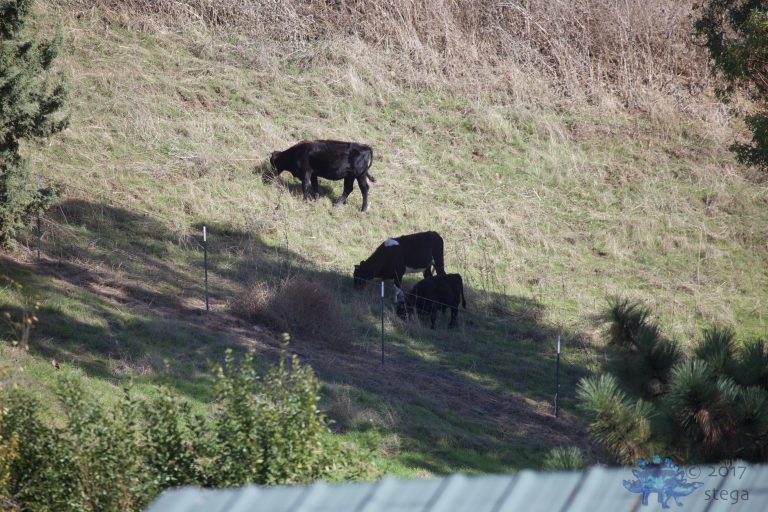 Outside: Cows
