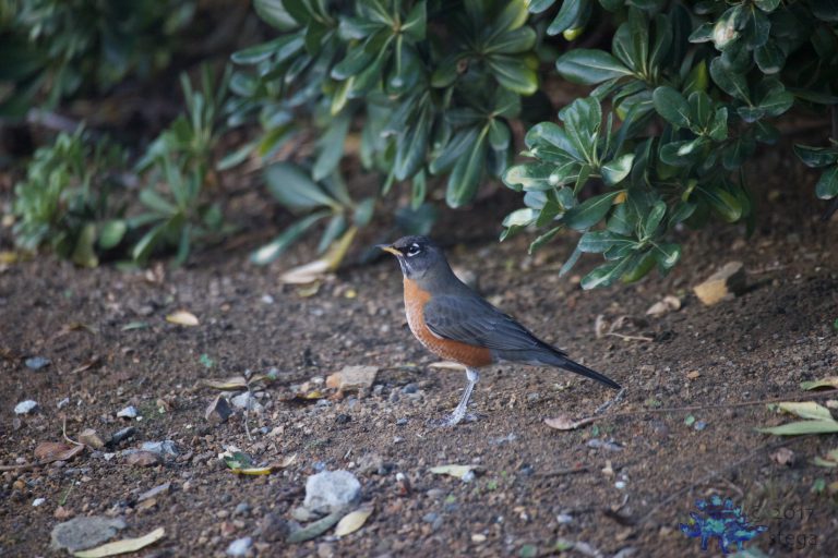 American Robin