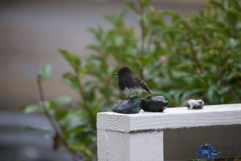 Black Phoebe