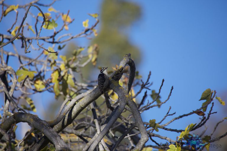 Nuttall’s Woodpecker