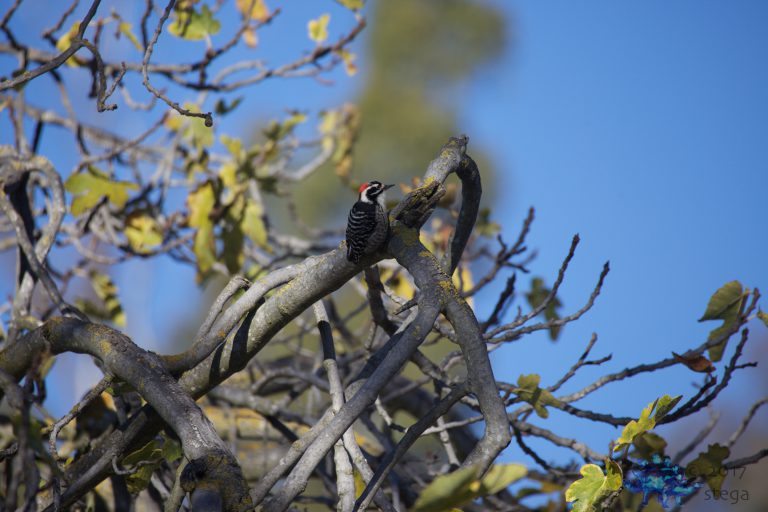 Nuttall’s Woodpecker
