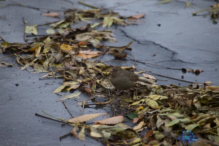 California Towhee