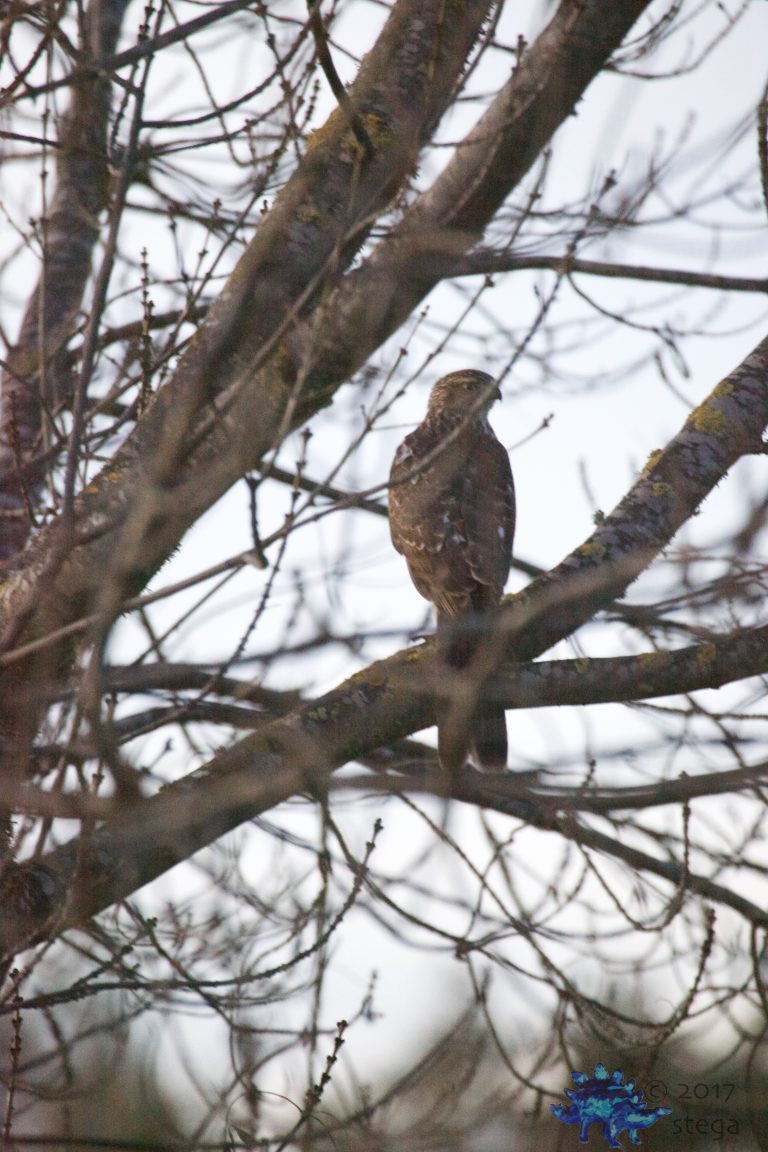 Hidden Hawk