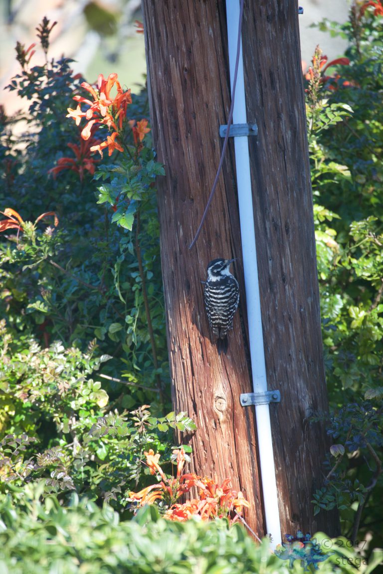 Hungry Nuttail’s Woodpecker