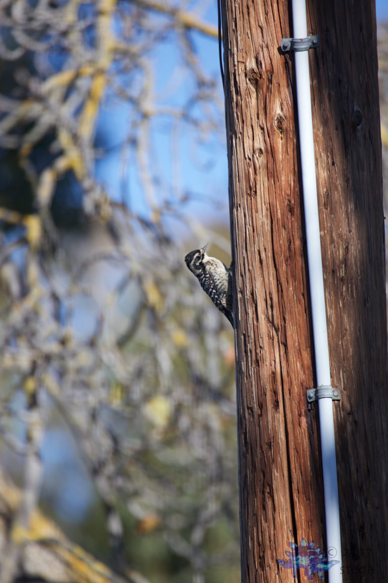 Nuttall’s Woodpecker