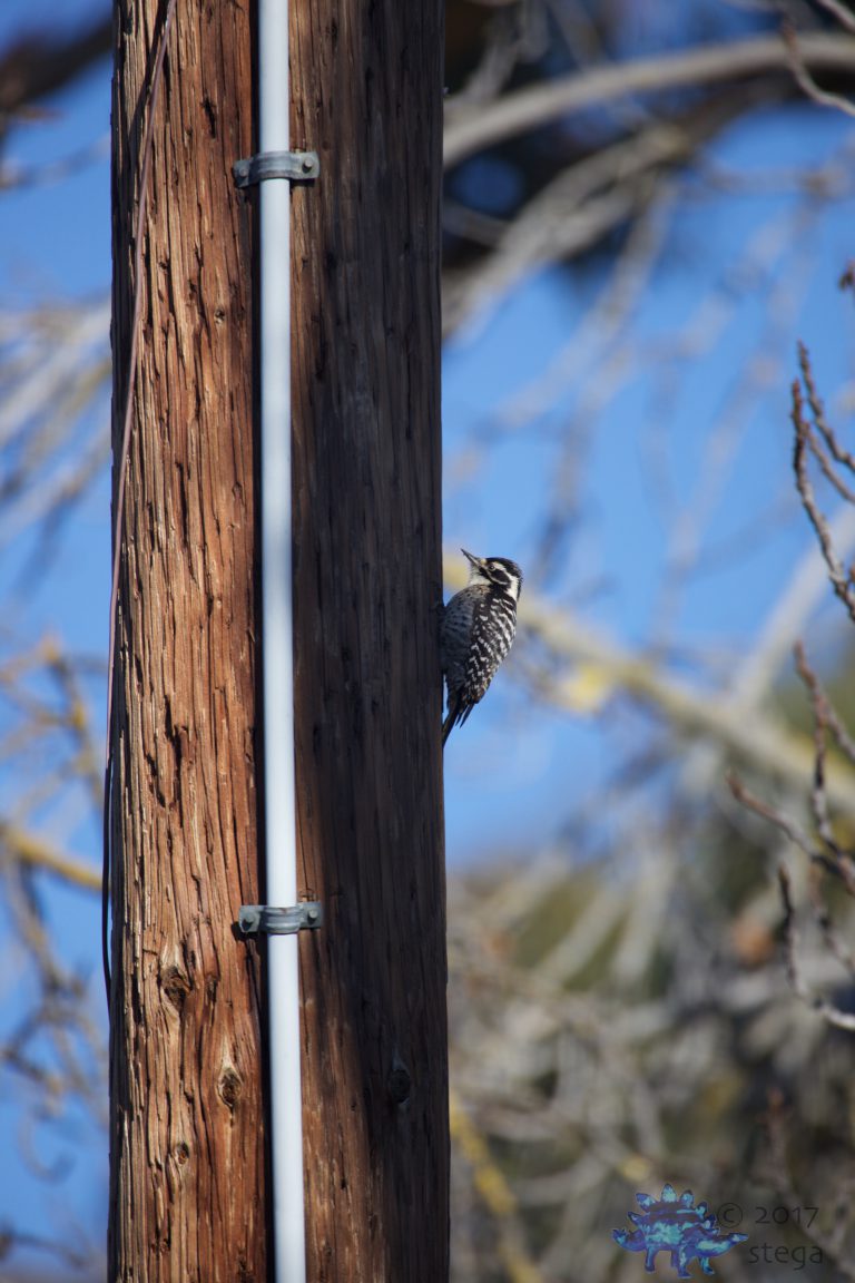 Nuttall’s Woodpecker