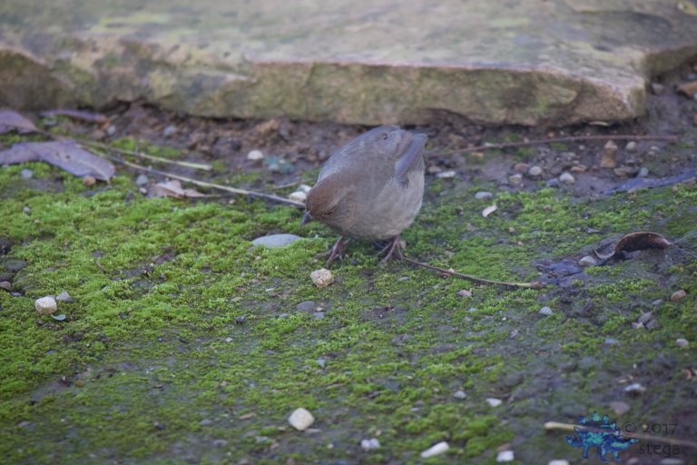 California Towhee