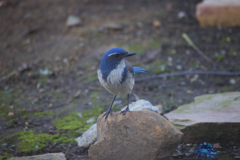 California Scrub Jay Week