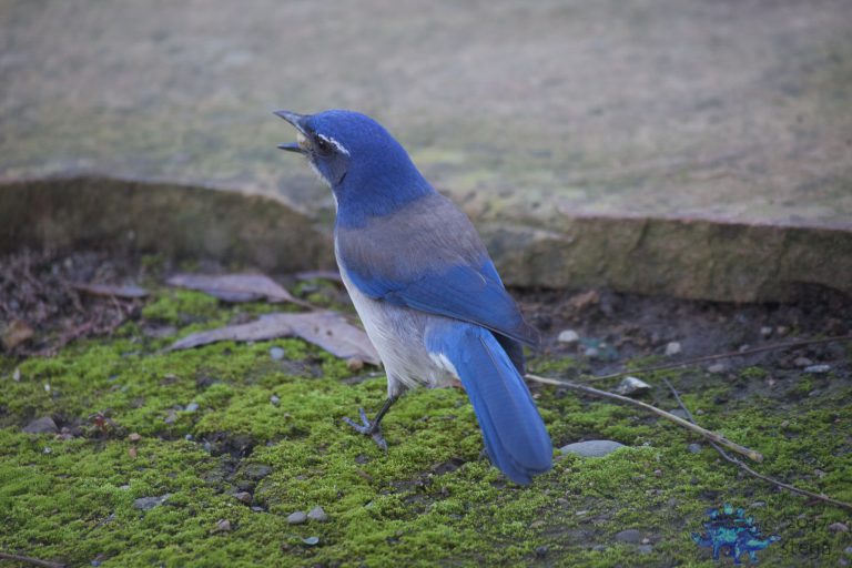 California Scrub Jay