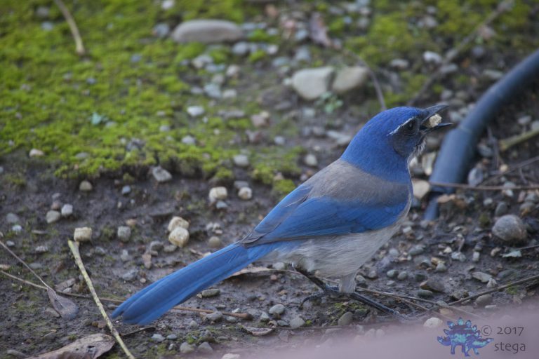 California Scrub Jay
