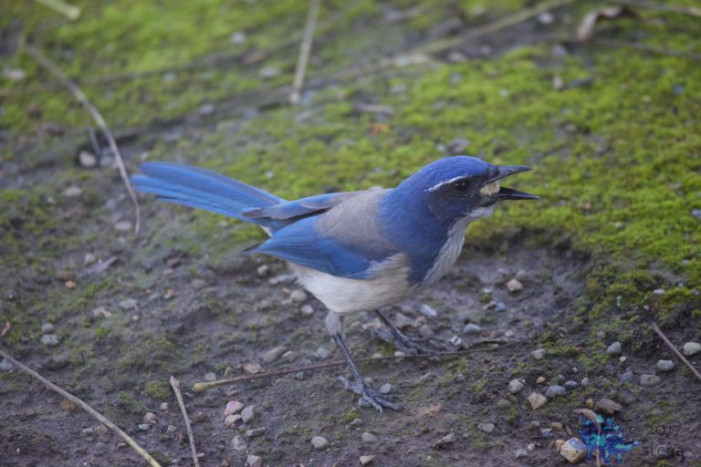 California Scrub Jay Week