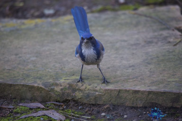 California Scrub Jay
