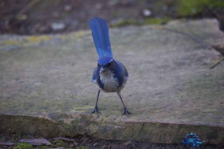California Scrub Jay