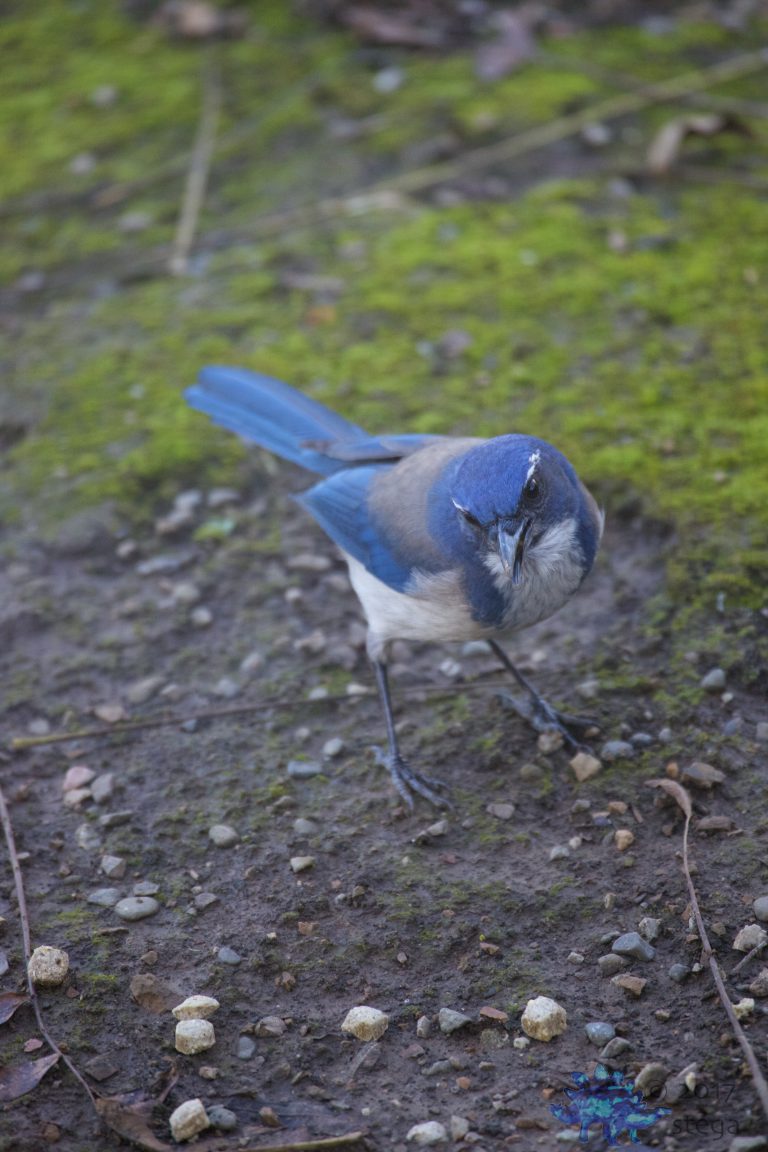 California Scrub Jay