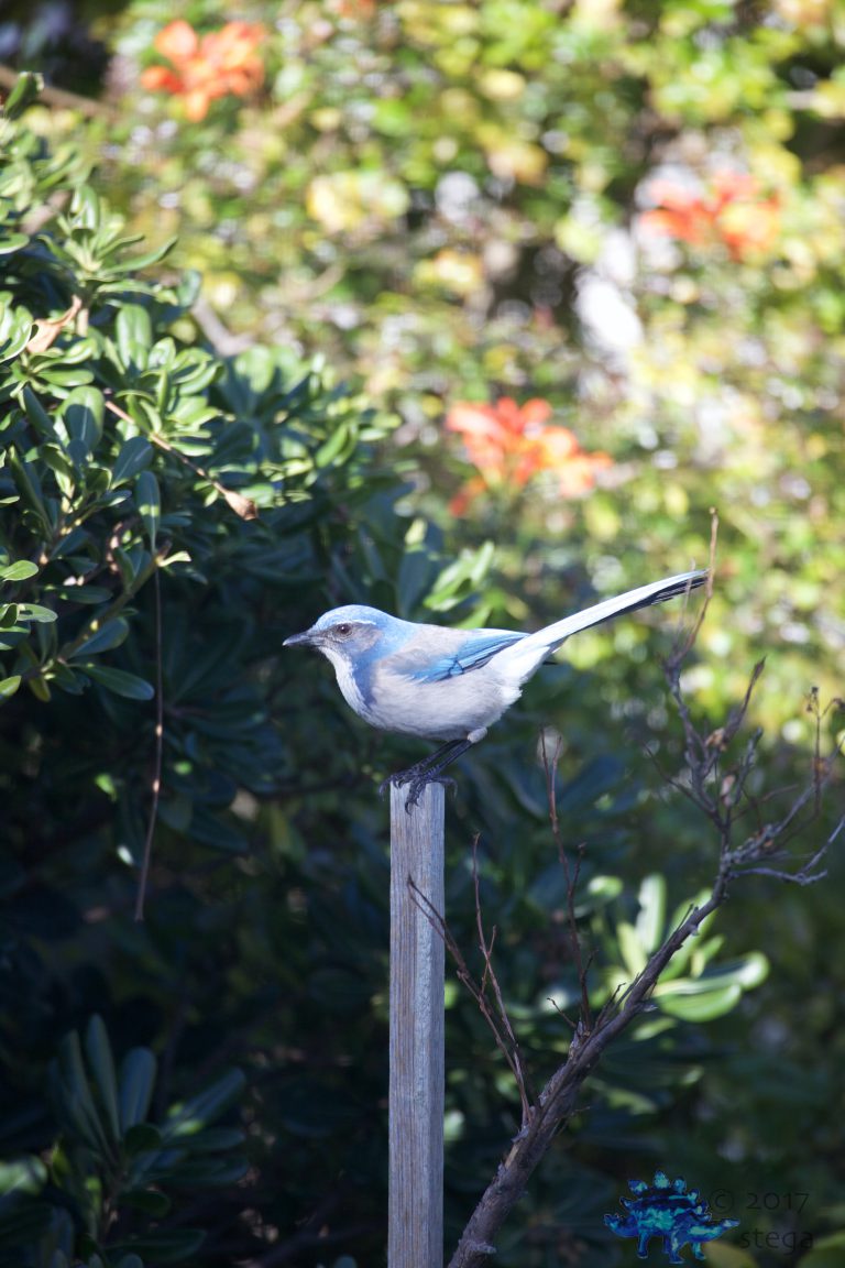 California Scrub Jay Week