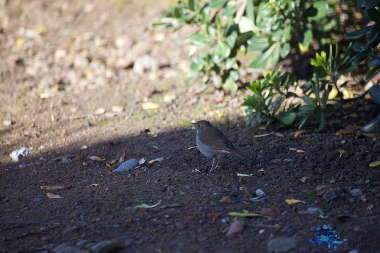 Hermit Thrush