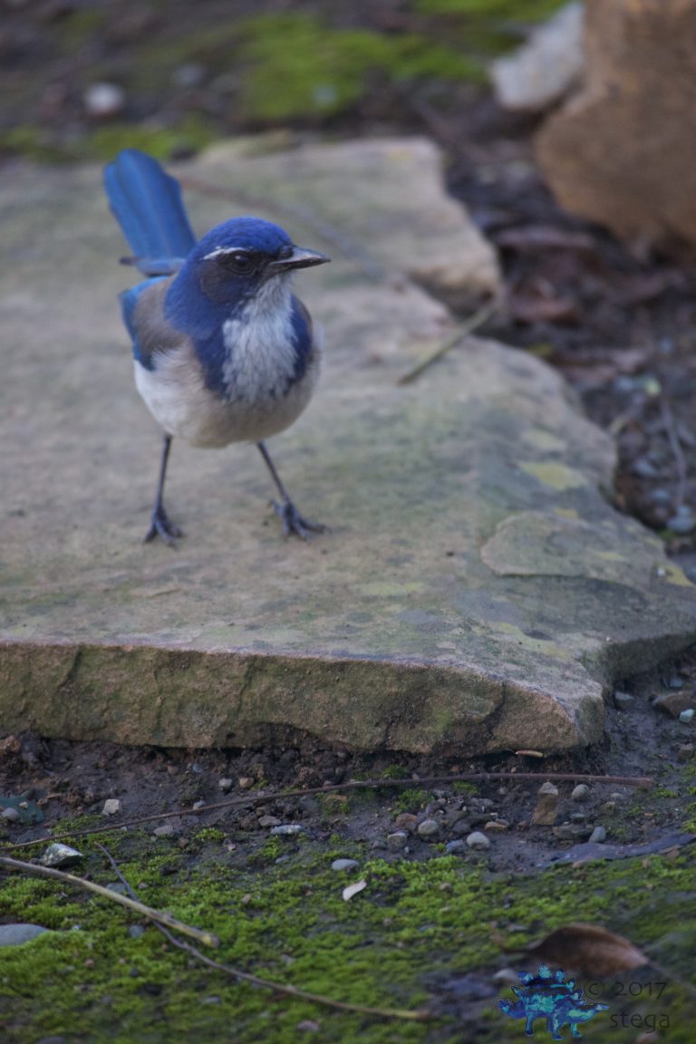 California Scrub Jay