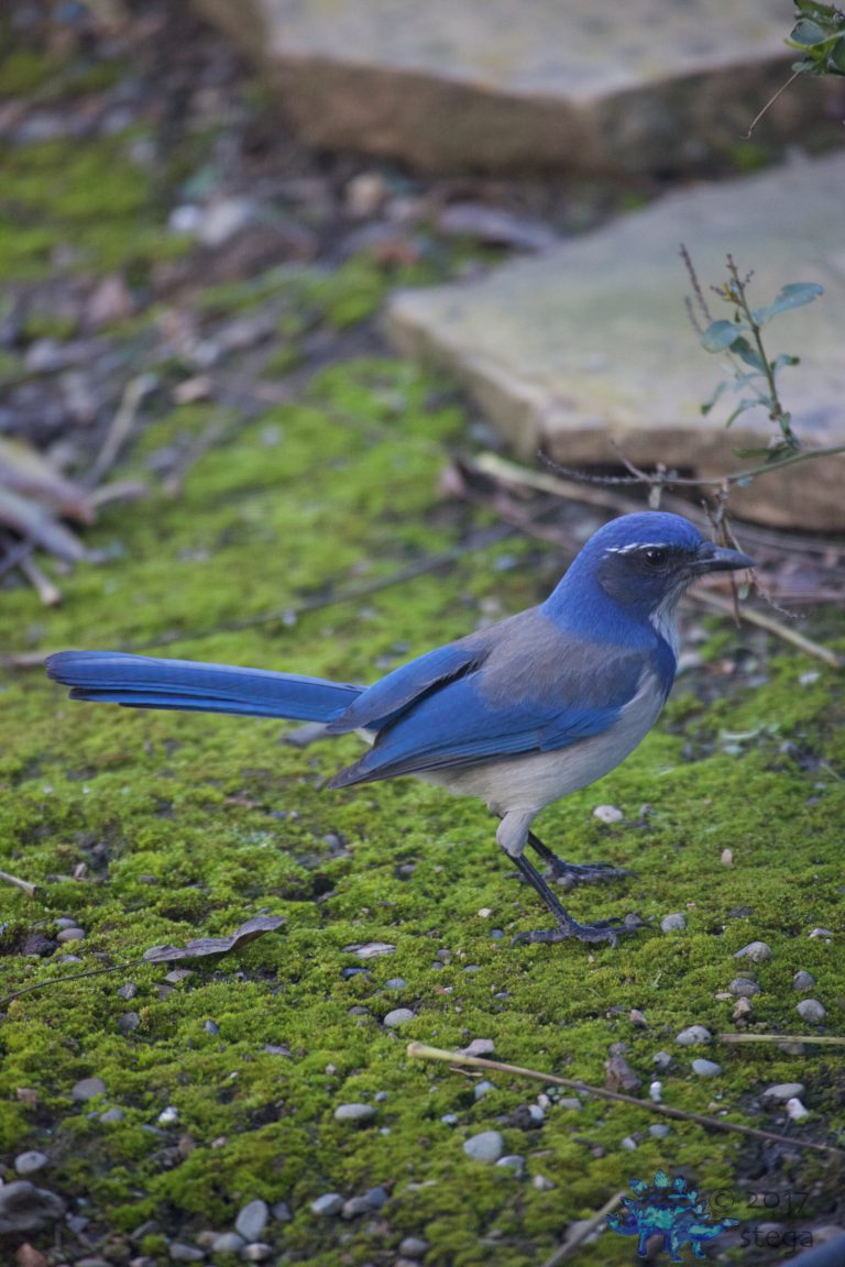 California Scrub Jay