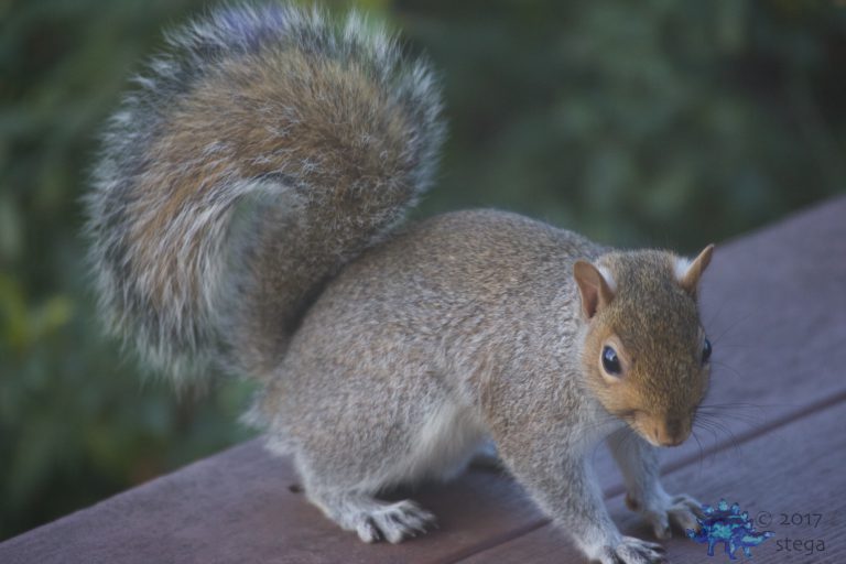 Gray Squirrel