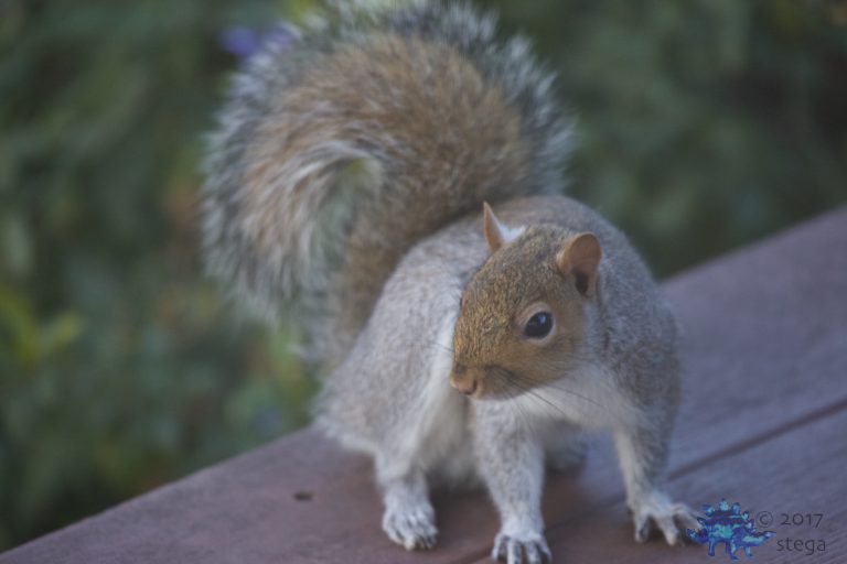 Gray Squirrel