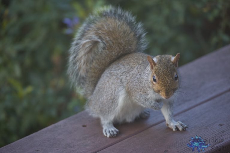 Gray Squirrel