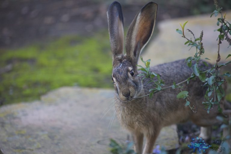 Hare considering going Nom Nom Nom