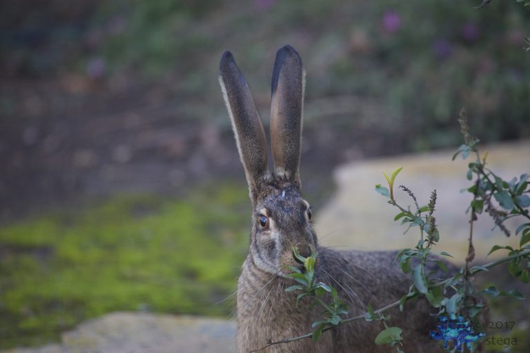 Wild Hare