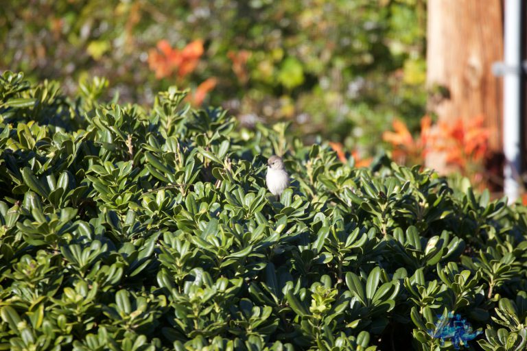 I have no clue…Chickadee of some sort?