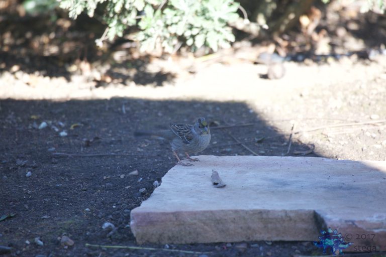 Golden-Crowned Sparrow