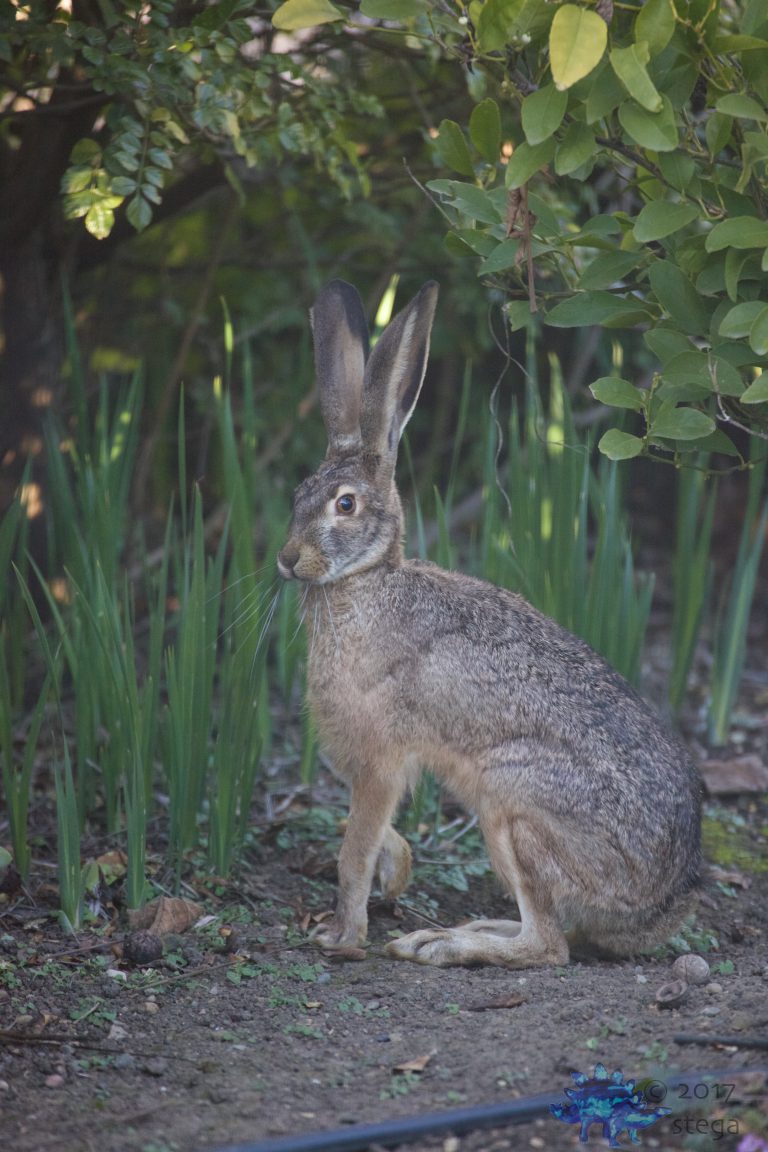 Hare