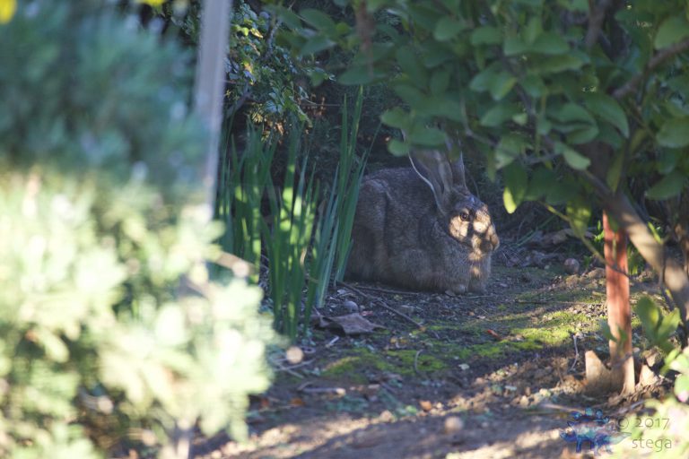 Resting Western Hare