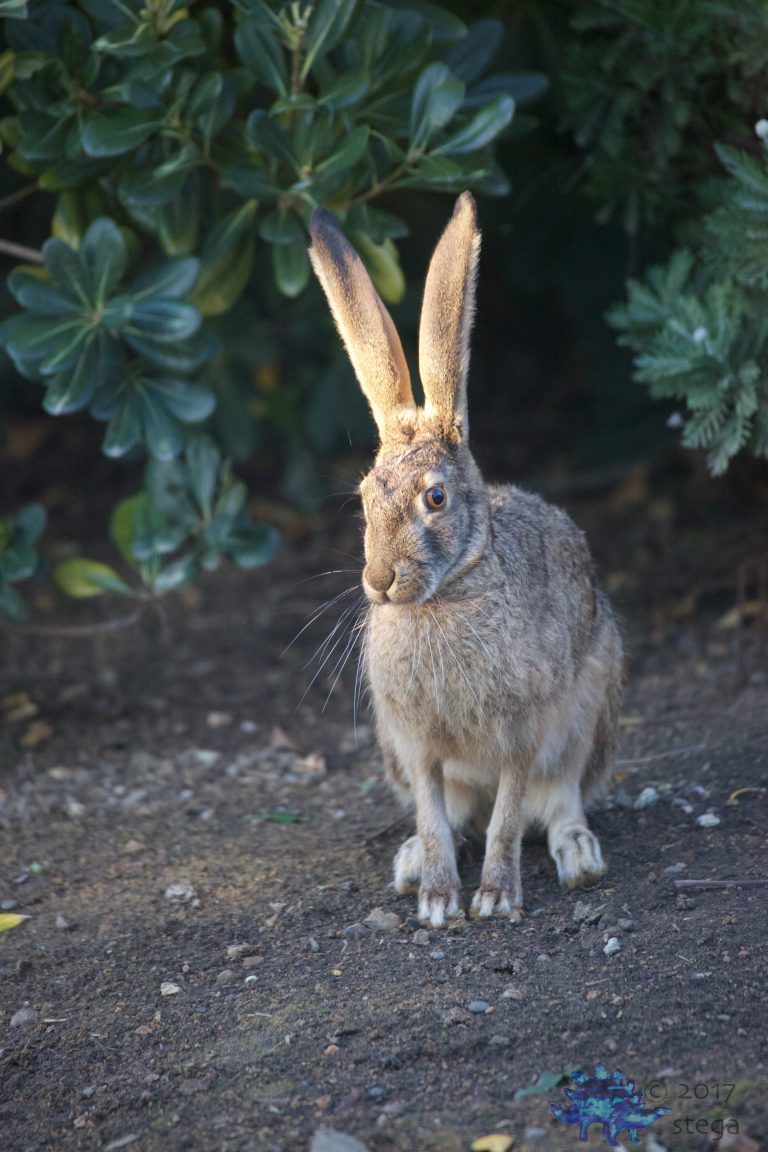Wild Hare