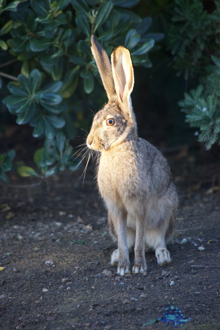 Hare