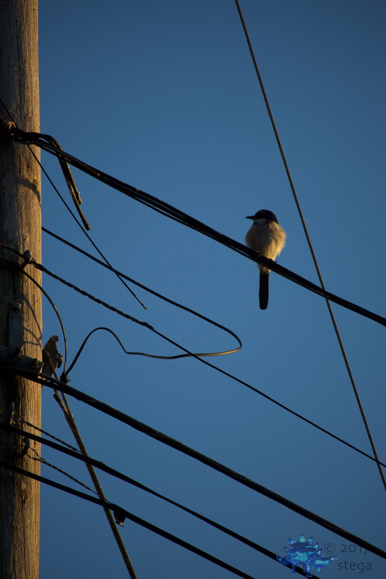 Outside: California Scrub Jay
