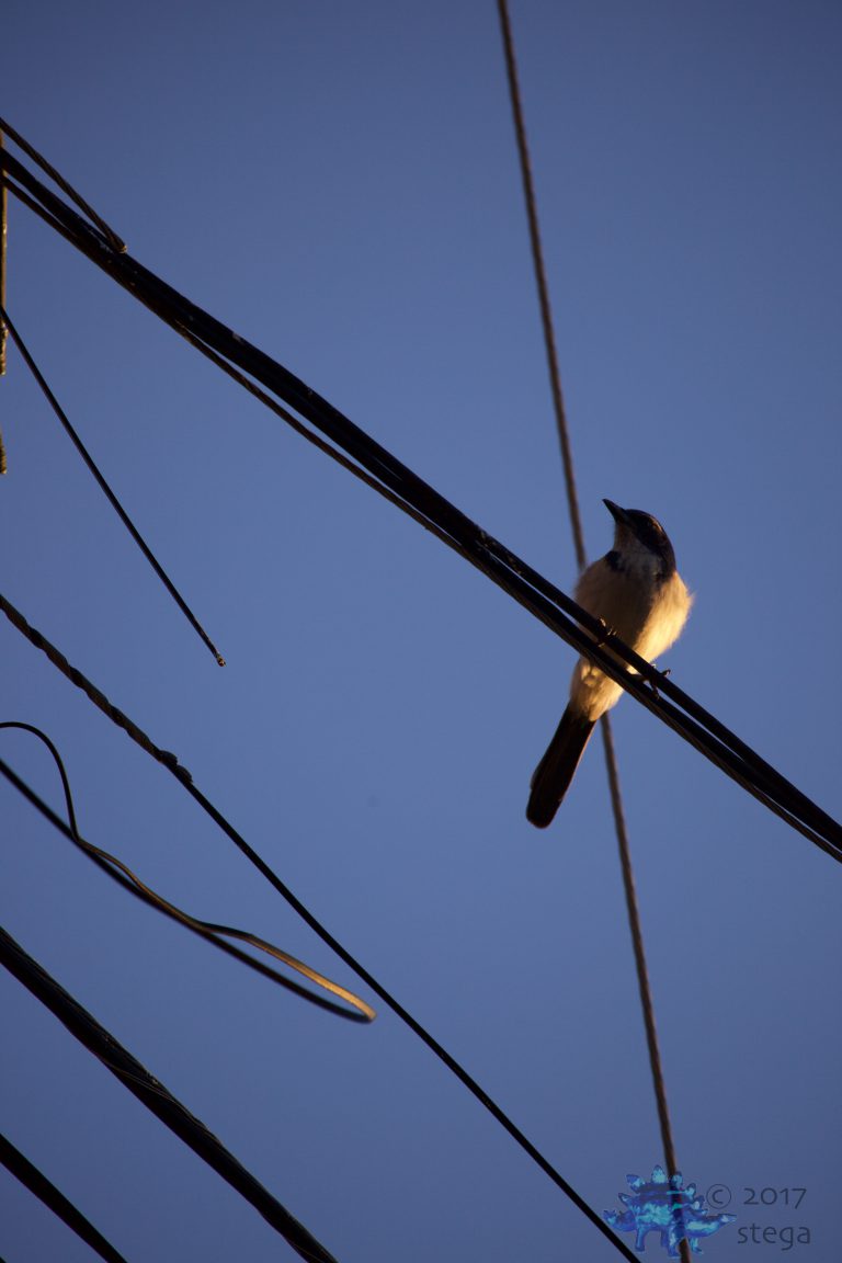 Outside: California Scrub Jay