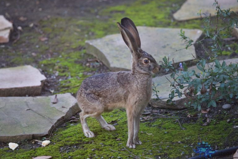 Hare