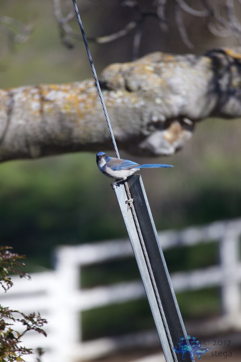 California Scrub Jay