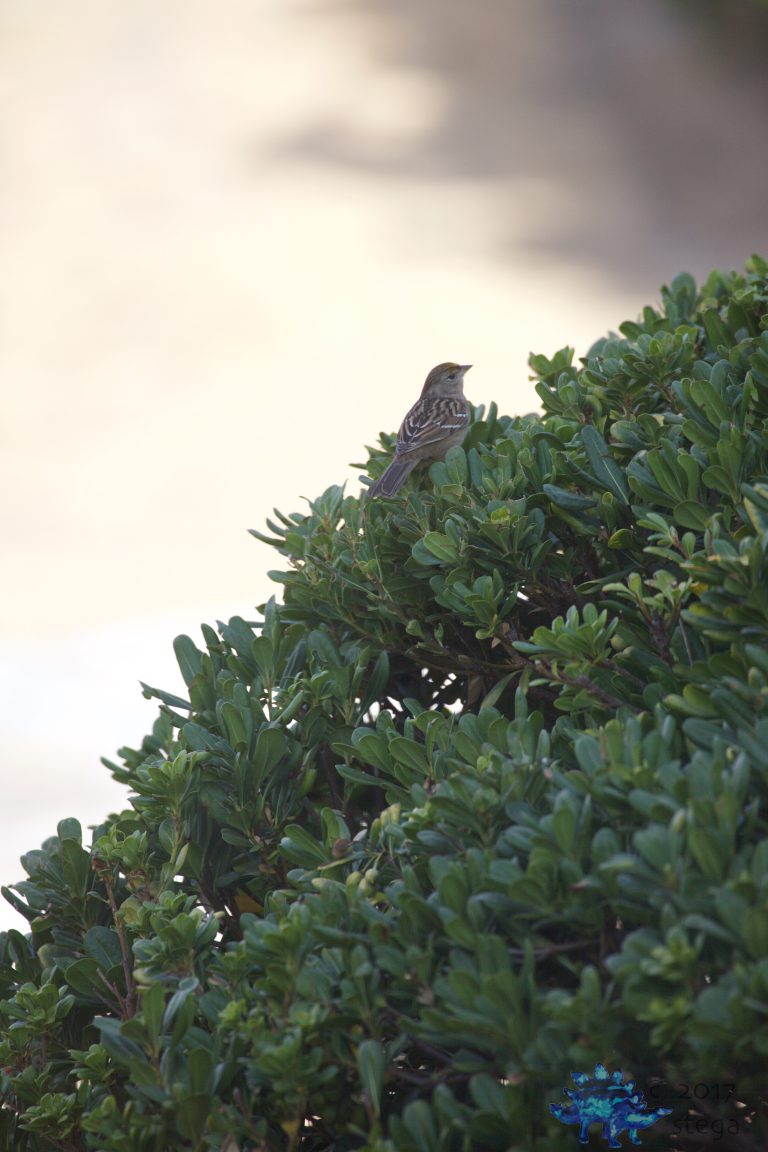 Gold-Crowned Sparrow