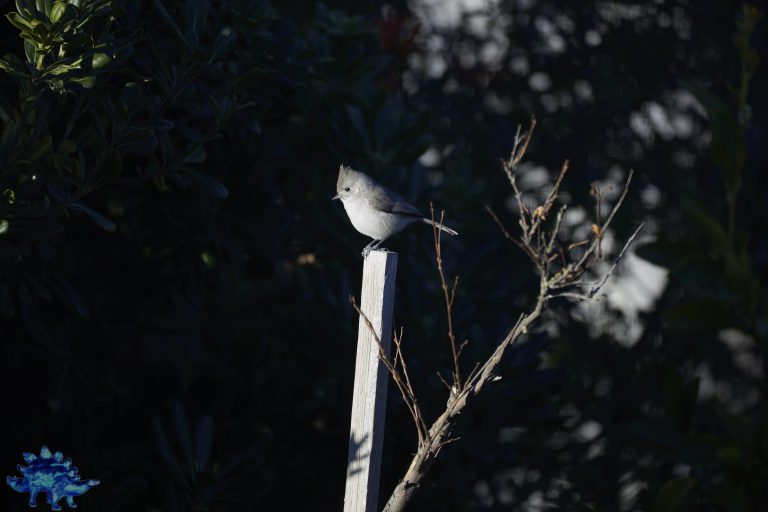 Oak Titmouse Week